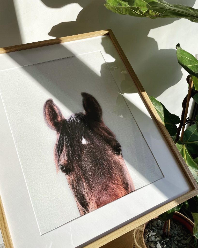 Cover image for the Animals and Nature category of prints from BOOBOOSKINS.